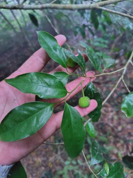 白藍狐貍出狐貍尾/狐貍縱走2796270