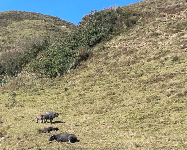 上草嶺古道芒草季看水牛🐃2657785