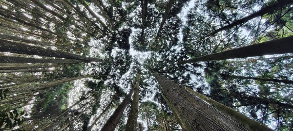 2025/04/04_加里山登山步道2755024