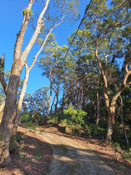 八角崠山+協雲宮櫻花步道202502152712850
