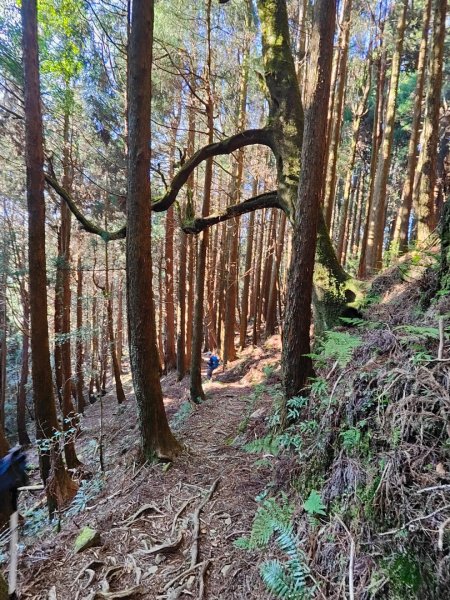 特富野古道>東水西峰>東水山>玉兒山>特富野古道（逆O)2743797