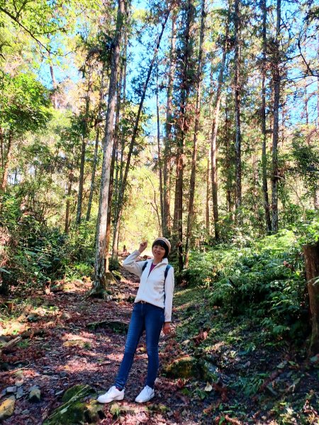 【台中和平】森林步道悠閒走。 八仙山森林遊樂區步道群2784589