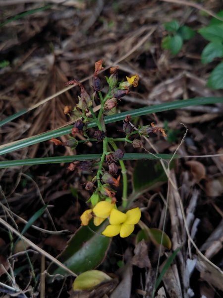 恆春大縱走連走白沙彌山出呆風草原2991474
