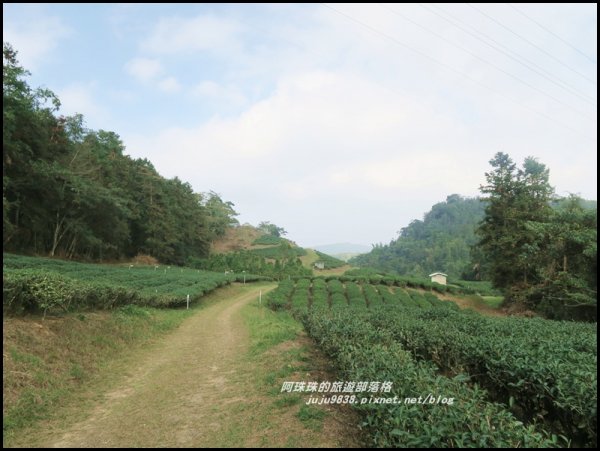 南投。日月潭向山自行車道繽紛落羽松。貓囒山浪漫紅葉步道504389