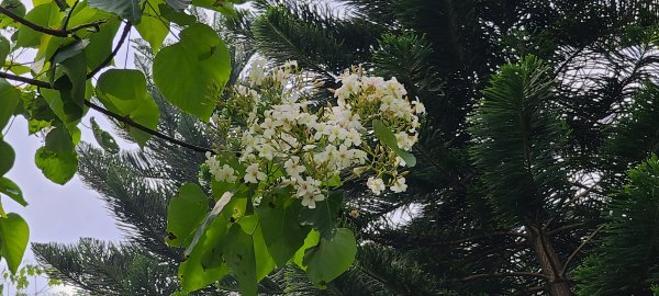 土城山中湖1067103