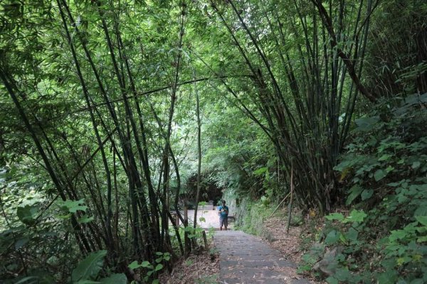 〔北投〕半嶺吊橋 半嶺水圳古道 半嶺瀑布 松溪瀑布。剛完工不久，滿滿森林芬多精的半嶺水圳步道2220903