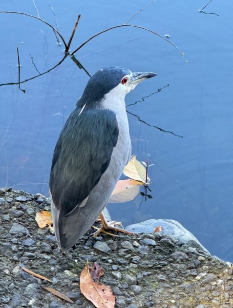 生態環境豐富的仁山植物園 感受鑑湖秋月-梅花湖的魅力2953882