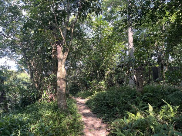 [微笑山線_第五段] 2025_0705 天上山系_五尖山2830309