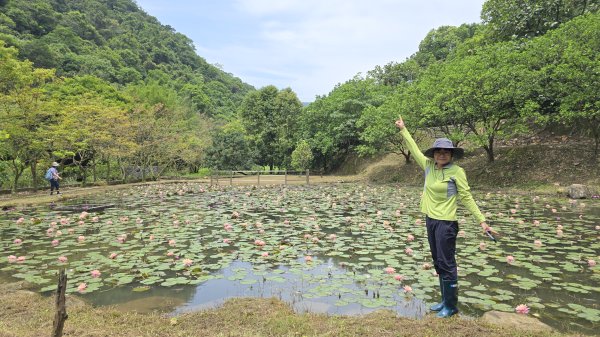 今年最美賞桐花秘境，瑪西賞桐步道，基隆七堵富民親水公園對岸。瑪陵坑溪秘境，台版亞馬遜雨林，苓蘭生態公2782137