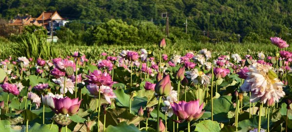 天龍國阿伯的日常-雲山水花鳥蝶 #日出 #牡丹蓮 #香水蓮 #手機拍攝 賞蝶趣 7/42826995