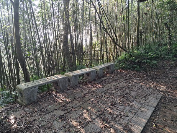 2026樟之細道：出關（聖關），老官道，挑沙古道及新開至卓蘭3118287