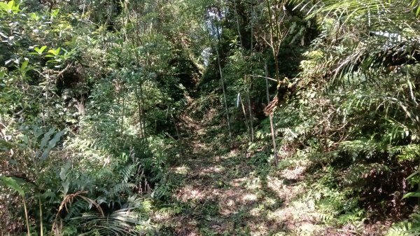 雙溪區三分二山-烏山古道東段-烏山1號O型3047442