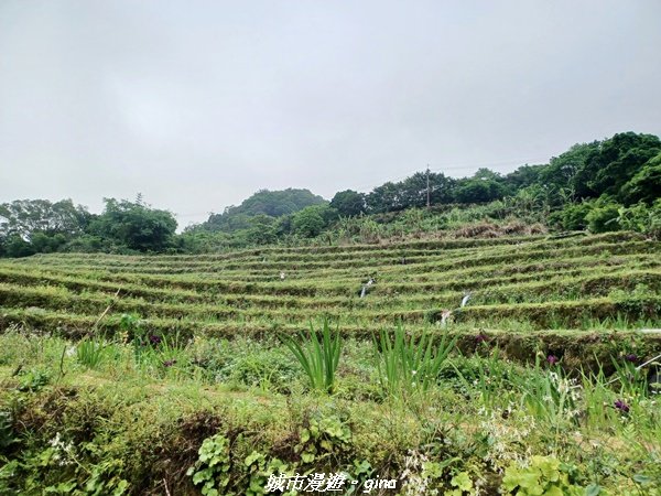 【新北石門】全台唯一火山岩石砌梯田。 嵩山百年梯田阡陌步道2823945