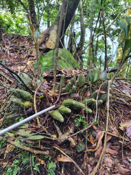 矢場谷山連走勃子山2805051
