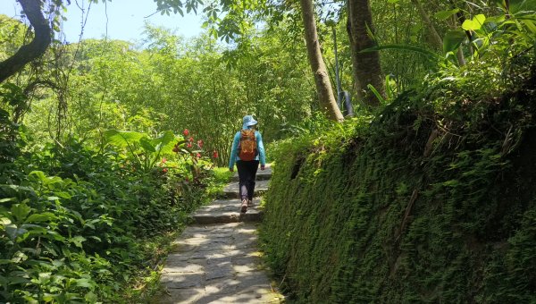(姨婆趴趴走)第五十三集:台北內湖三山（白鷺鷥山、康樂山、明舉山）連走2774604