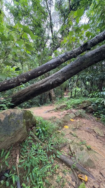 大雨後🙄2845411
