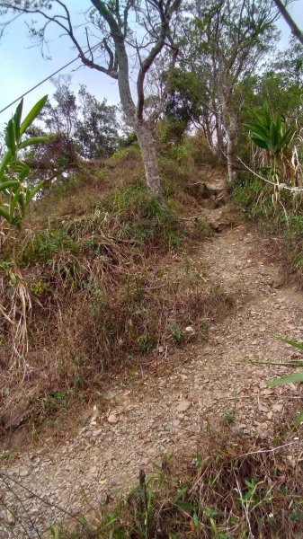 力里圓山森林步道 好熱啊～560568