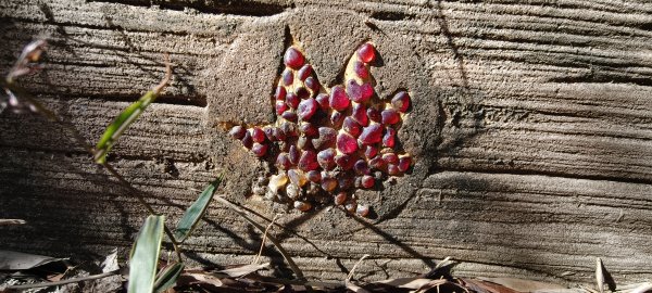 2026/01/04_龍峎頂+肚兜角步道2978142