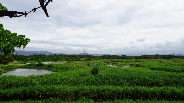 關渡自然鳥公園2322961