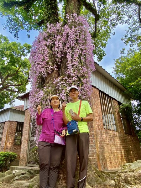 嘉義賞花趣--天宮石斛花瀑、竹崎公園花旗木    2021/4/141349440