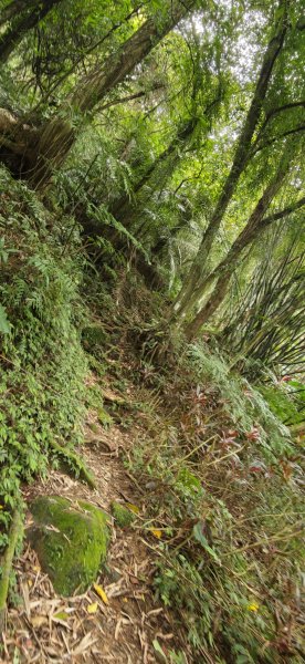 2026-0313 烘爐地步道-南勢角山-紫竹寺3015901