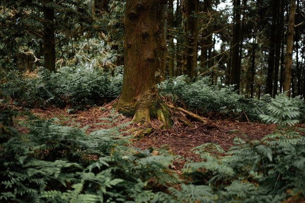 帶媽媽爬長壽山2669495