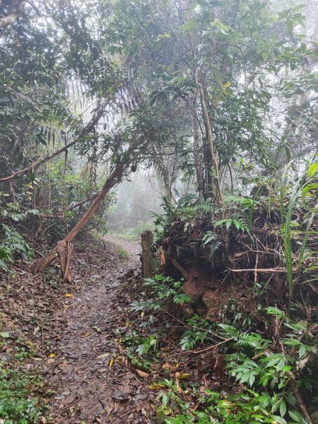 苗栗關刀山小百岳2649234