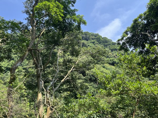 [2024觀音觀鷹尋寶任務-7/7] 2024_0511 福隆山登山步道2502272