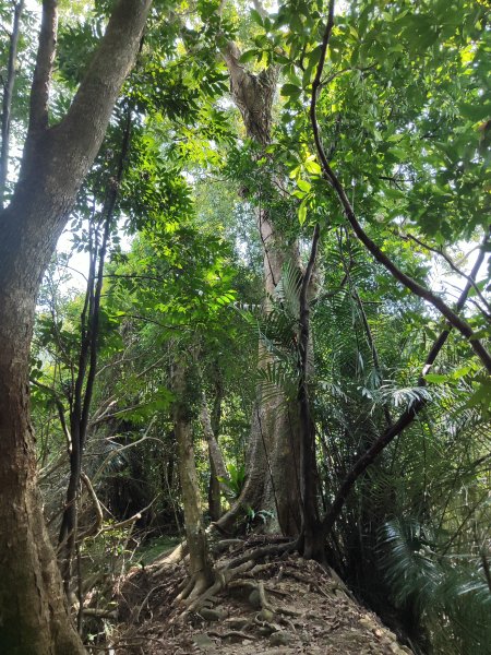 微笑山線：【天上山系】望月亭桐花段2855478