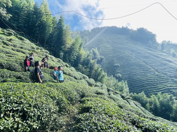 「金柑樹山」層層的茶園、忘憂的森林