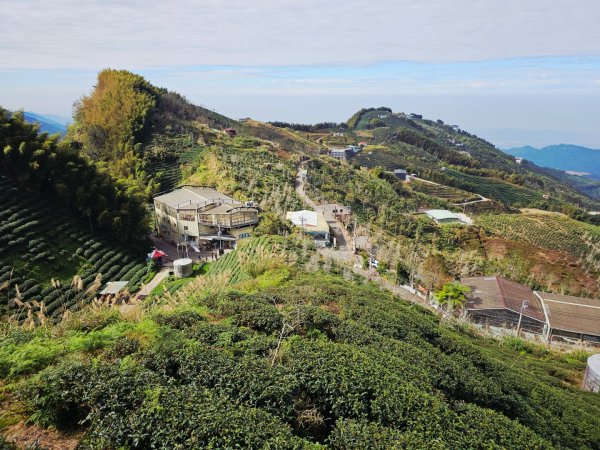 大崙山銀杏森林2966095