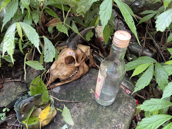 舊白鷺部落-久保山-久集山-棚集山-丹林 2025.8.72863993