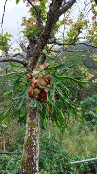2025元旦山行 新店直潭山、二龍山O型2784965