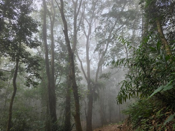 馬那邦山之雲海／雲瀑／楓紅／太陽琉璃光2668309