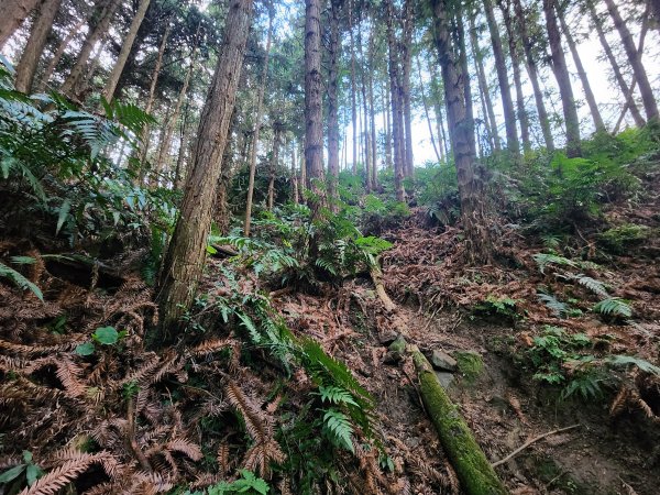 20250105鵝公髻山雲霧步道2726322