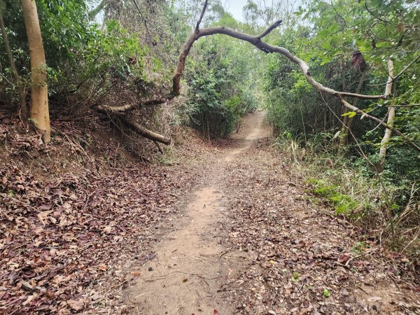 20260301濫坑山與鹿廚坑山3027254