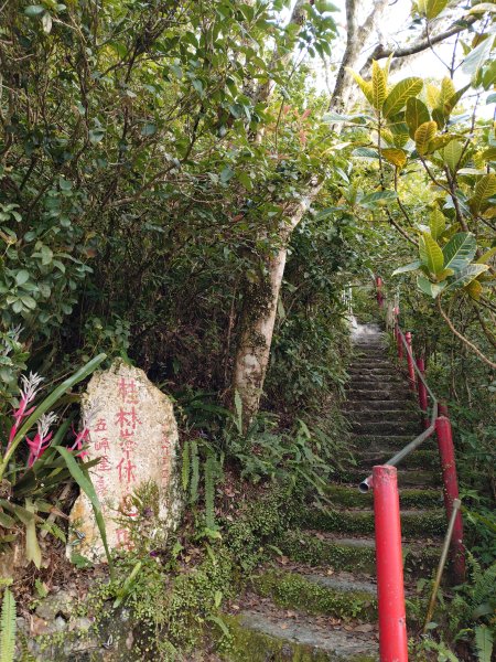 朝聖抹茶山2949486