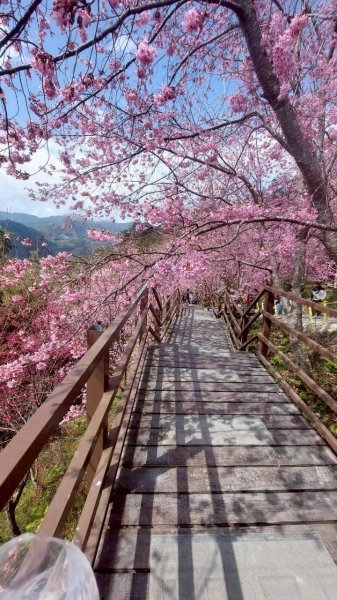 🌈2/19（四）-20（五）司馬庫斯櫻花季2日✨FB：熊熊趴爬走 🌈3004410