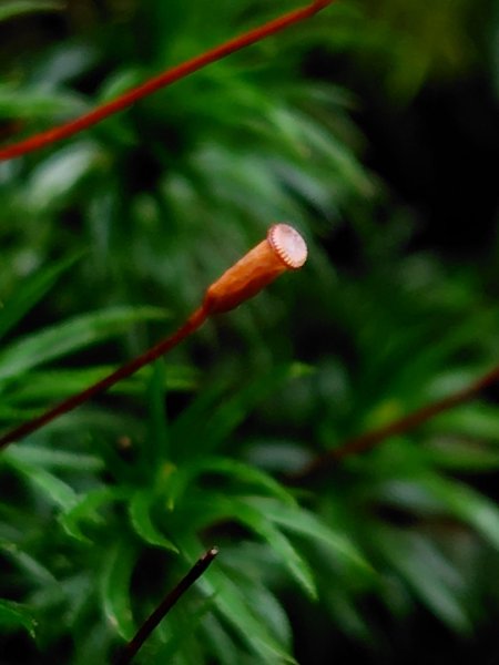 稍來小雪山國家步道、船型山、鞍馬山、鞍馬山東北峰、天池、雪山神木2799720