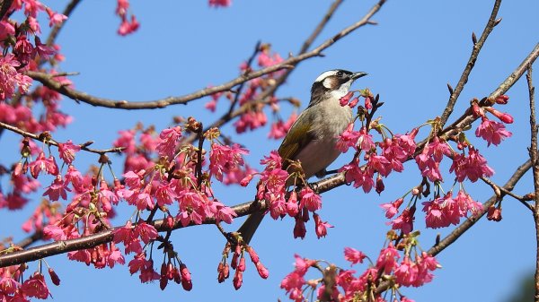 追花是簡單的快樂，賞花是恬淡的幸褔 2/112710546