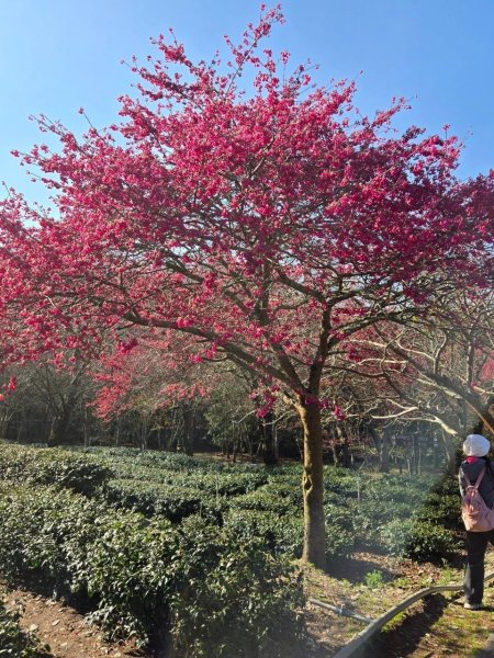 🌈2/16(日)-17(一)福壽山+武陵農場賞櫻🌈🌸FB：熊熊趴爬走 歡迎加入2714888