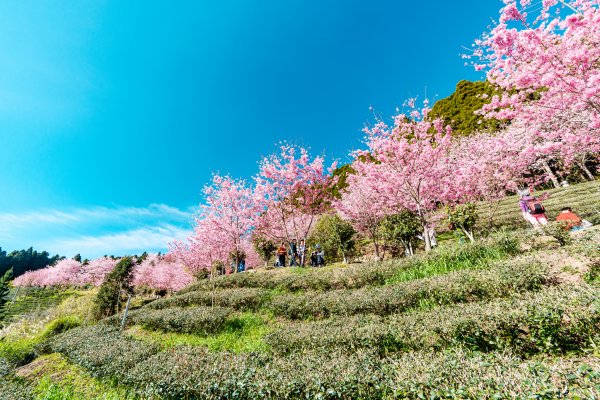 山上人家粉櫻大爆發封面