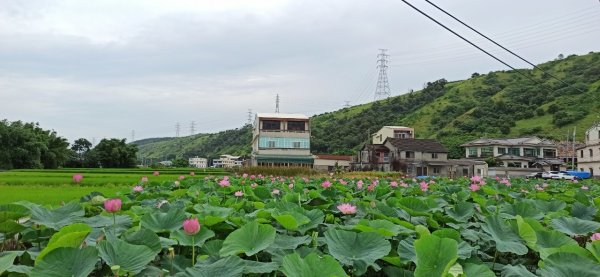 過程比結局美麗∥清水趙家古厝賞荷，順遊鬼洞