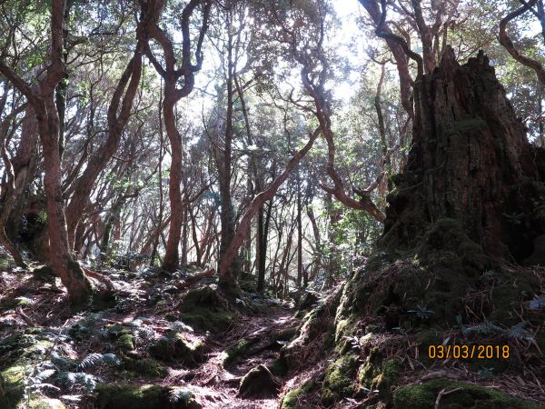 20180303 塔曼山294689