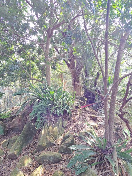 竹山八通關古道社寮段+陳東坑山+溪洲大山ｄ型走202302192037466