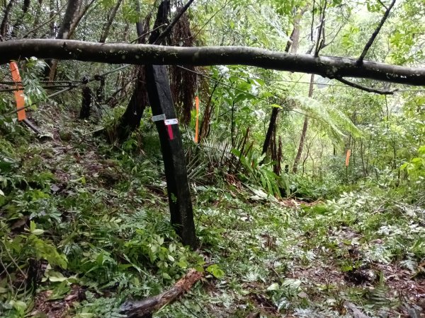 雙溪區中坑橋+中坑西山尾稜+中坑西山+內盤山坑古道+中坑橋O型2929520