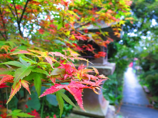 穀雨時節 走指南宮朝聖步道 遇見油桐花 也遇見自己2156755