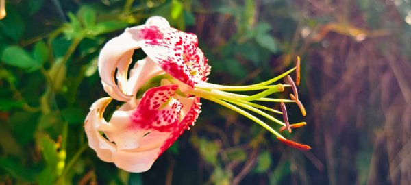 雲山水花鳥蝶-天龍國阿伯的日常 #艷紅鹿子百合 #大鳳蝶 #玉帶鳳蝶2863971