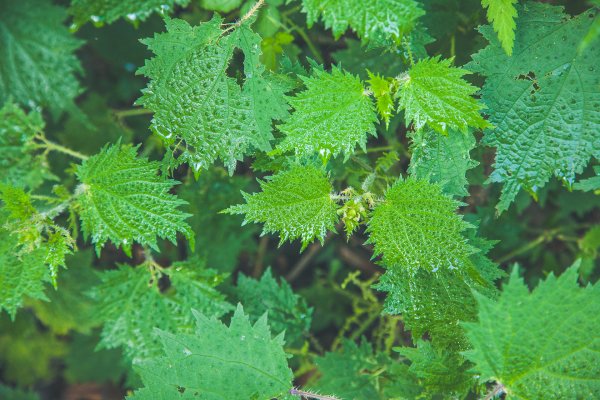 20191004~06-[新竹] 500塊上的大霸尖山1817042