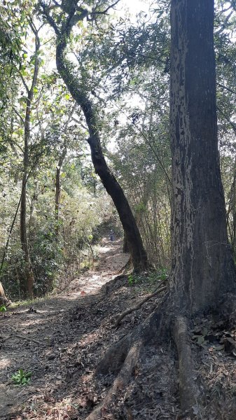 《南投》古道巡禮｜八通關古道社寮線蜈蚣崙段202511152937039